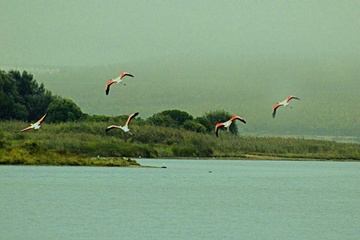 Silver Coast Travelling Tours 2018 Flamingos Travessia da Lagoa de Obidos de Barco com Piquenique